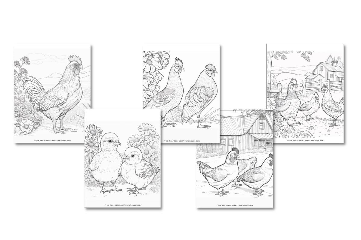 Free chicken coloring pages kid and adult versions hearts content farmhouse