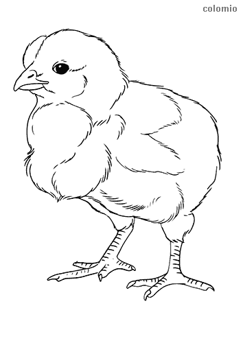 Chicken coloring pages free printable chick coloring sheets