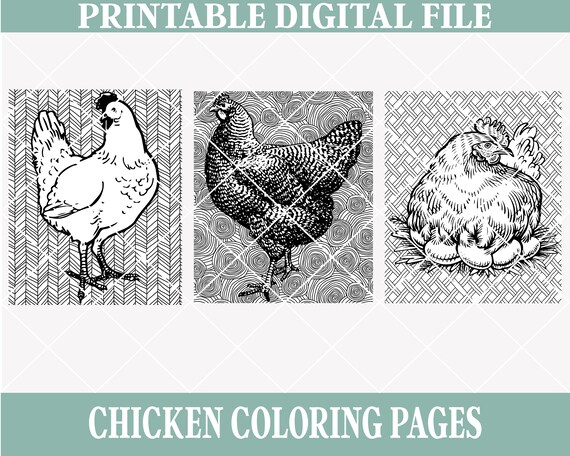 Digital and printable chicken coloring pages adult coloring