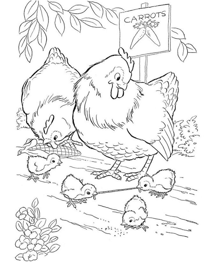 Cute chicken coloring pages pdf for children