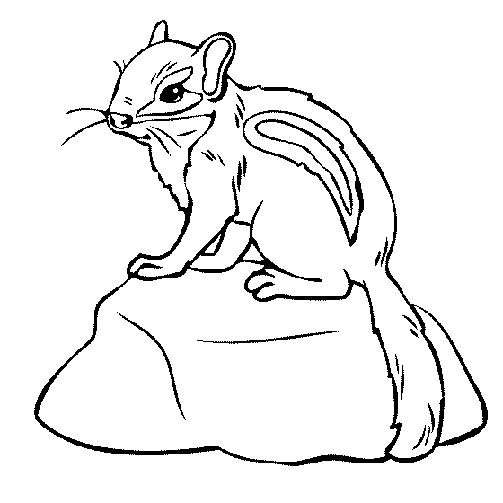 Baby chipmunk coloring page animal coloring pages animal coloring books baby chipmunk