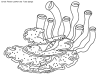 Printable pages great barrier reef pages