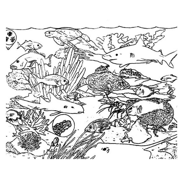 Coral reef coloring pages printable for free download