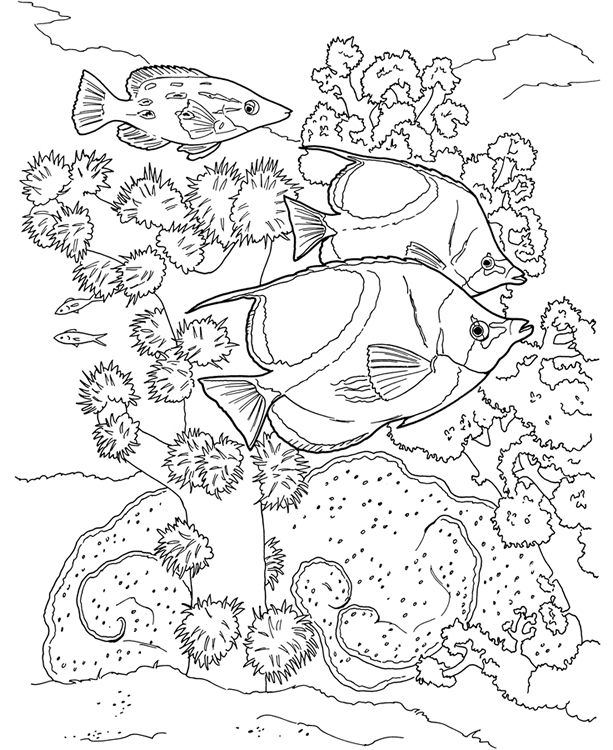 Explore the magnificent coral reef with our coloring book
