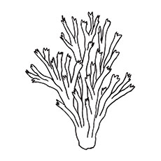 Top coral coloring pages for toddler