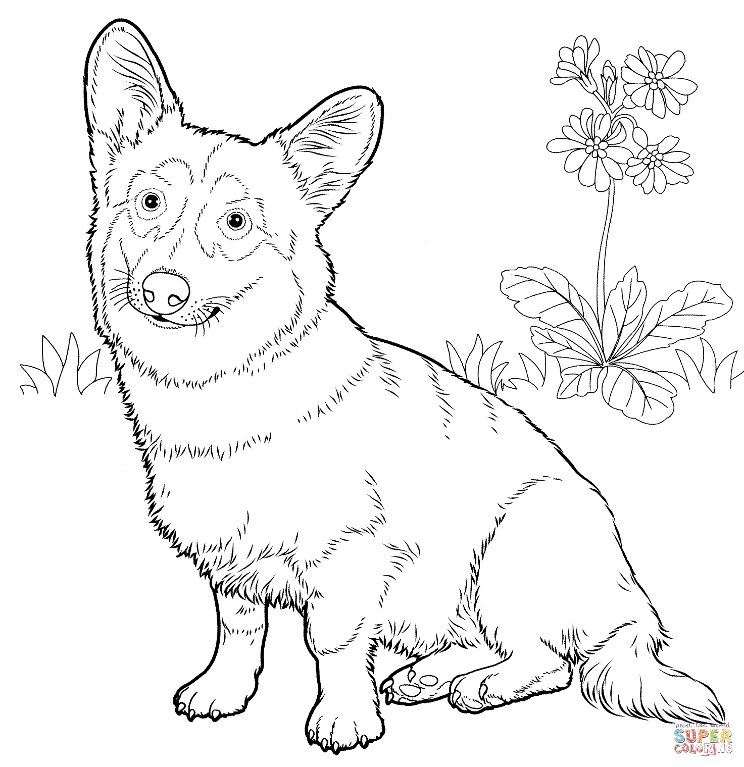 Pembroke welsh corgi coloring page free printable coloring pages