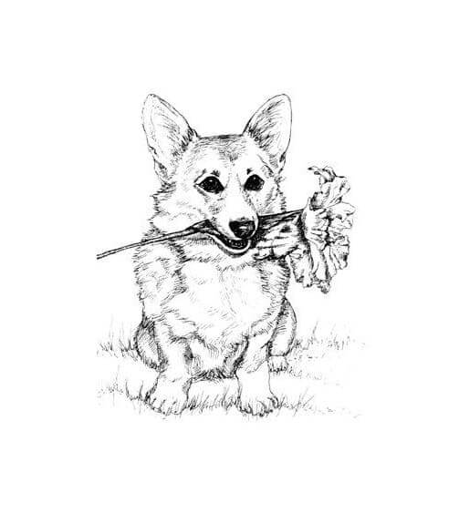 Corgi with flower coloring page