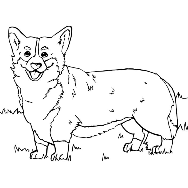 Corgi coloring pages