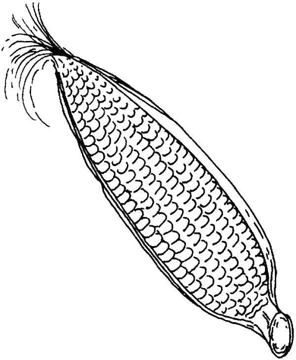 Online coloring pages cob coloring corn on the cob corn