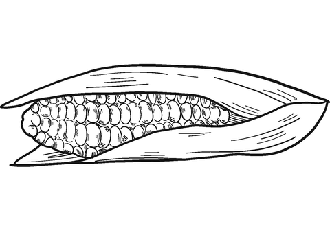 Corn cob coloring page free printable coloring pages