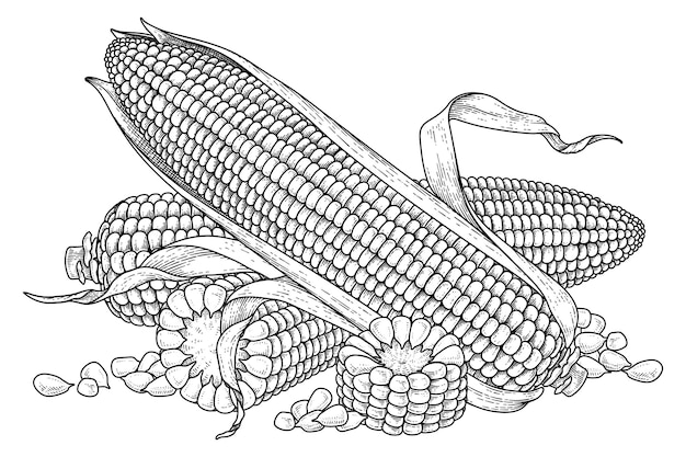 Corn coloring page images