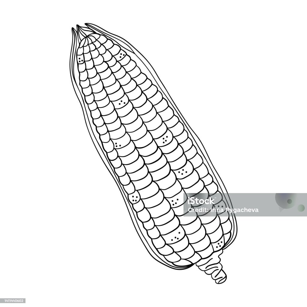 Hand drawn corn cob isolated on a white background doodle simple outline illustration it can be used for decoration of textile paper stock illustration