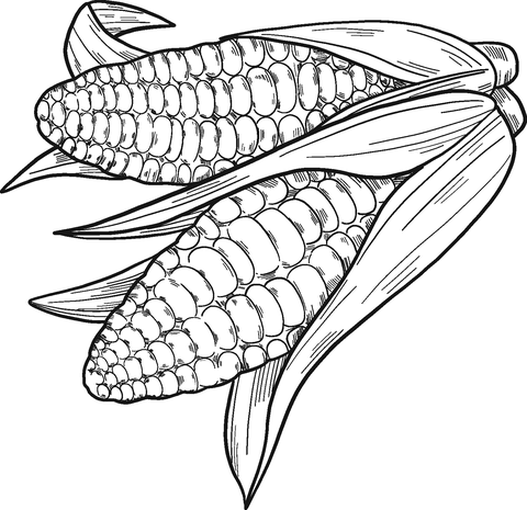 Corn cobs coloring page free printable coloring pages