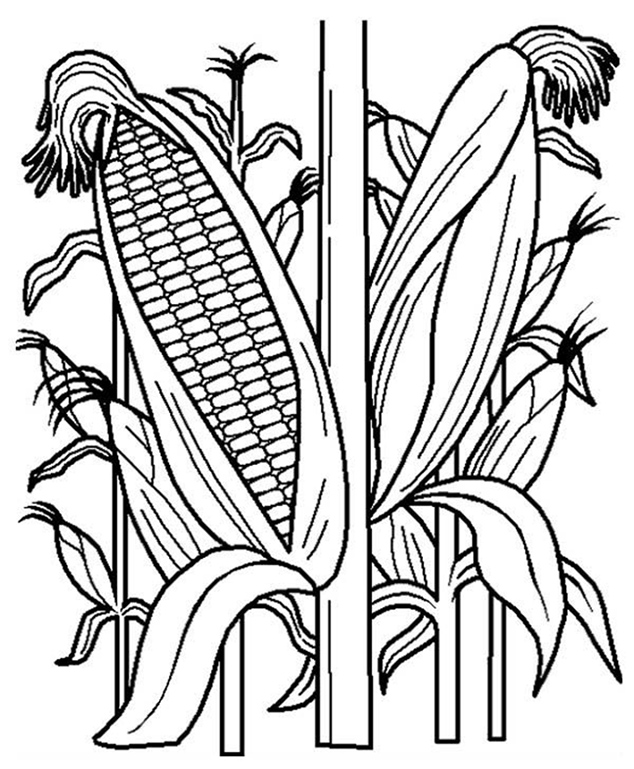 Corn coloring pages