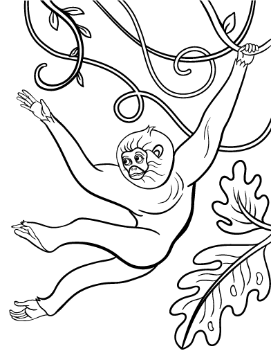 Free monkey coloring page