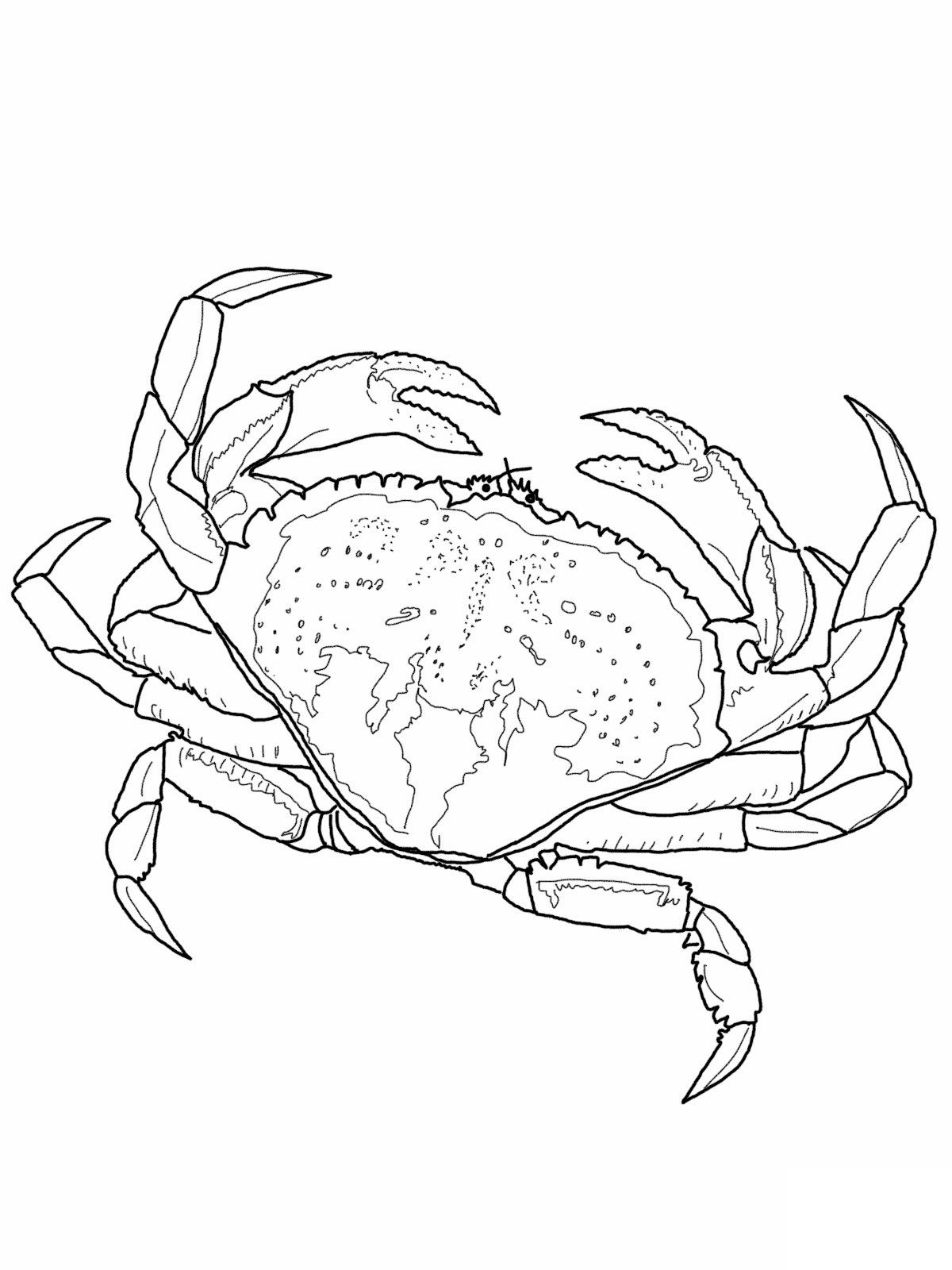 Free printable crab coloring pages for kids coloring pages crab art animal coloring pages