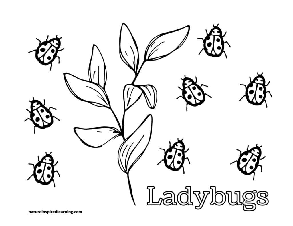 Ladybug coloring pages and printables for kids