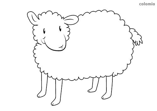 Sheeps coloring pages free printable sheep coloring sheets