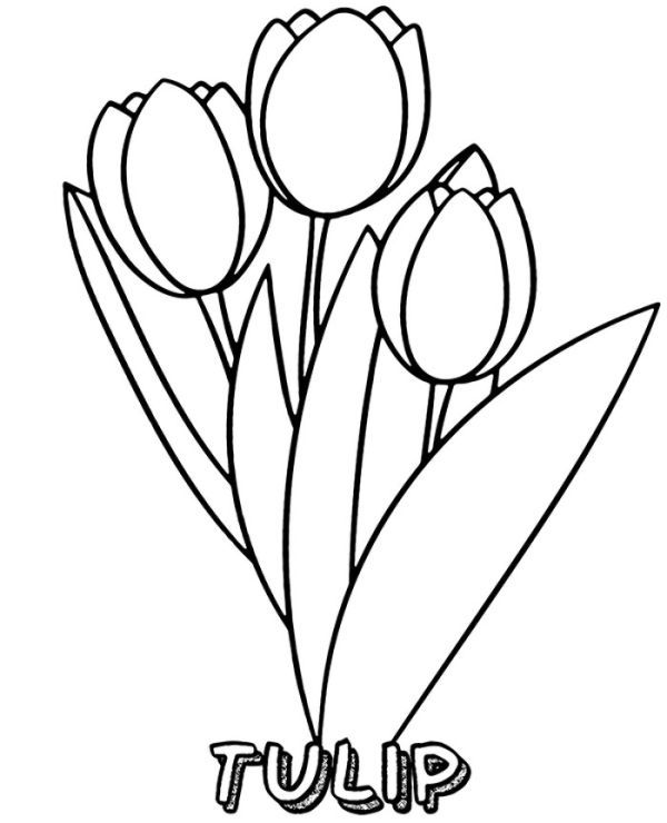 Beautiful tulip coloring pages collection pdf