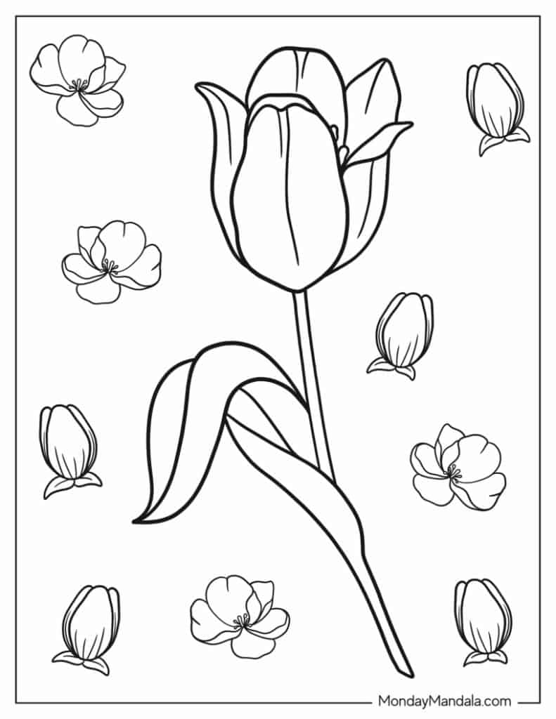 Tulip coloring pages free pdf printables