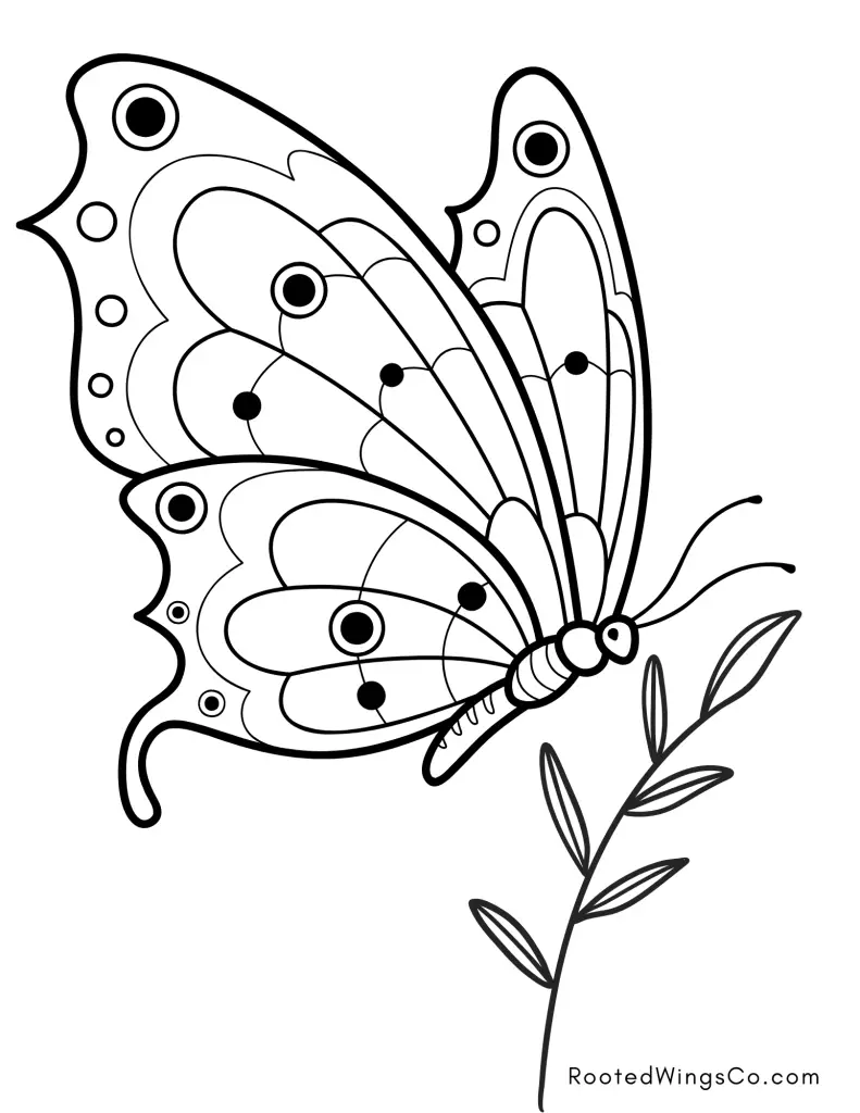 Free butterfly coloring pages