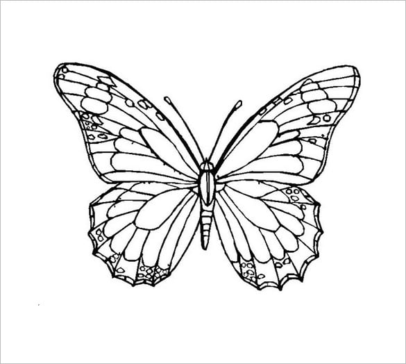 Butterfly s