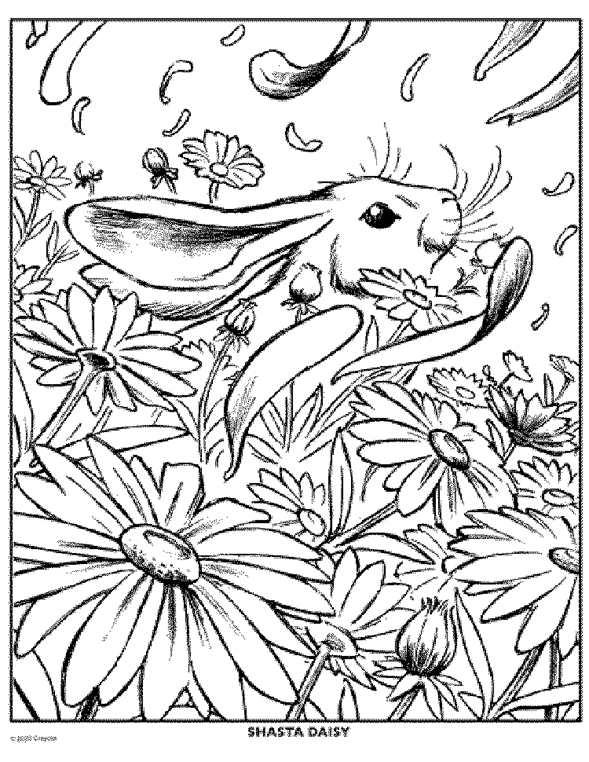 Daisy flower coloring page