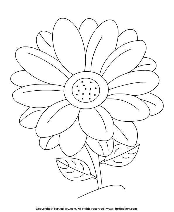 Daisy coloring sheet turtle diary