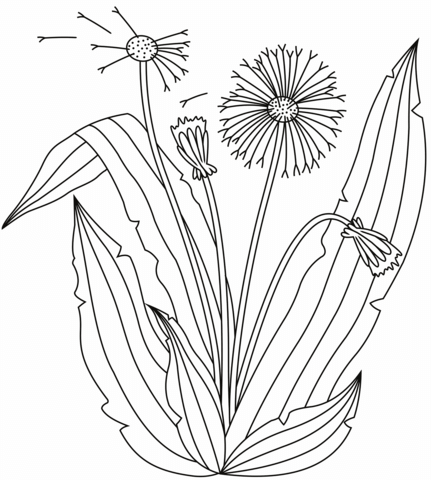 Dandelion coloring page free printable coloring pages