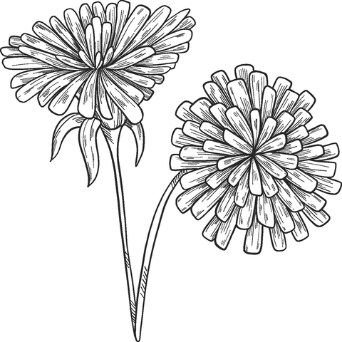 Dandelions coloring page free printable coloring pages