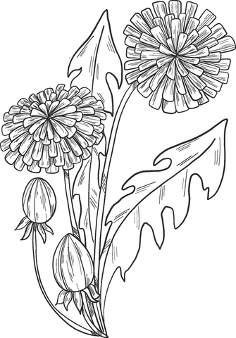 Dandelions coloring page free printable coloring pages