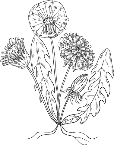 Dandelion plant coloring page free printable coloring pages