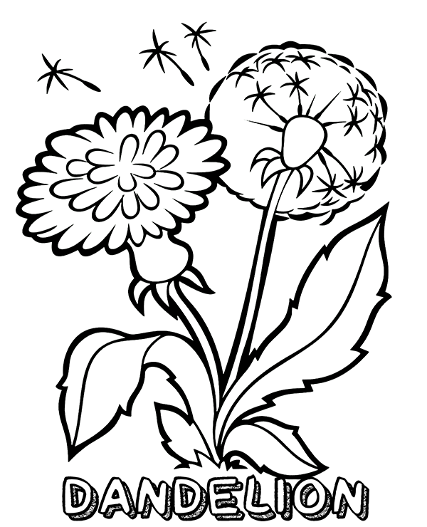 Dandelion coloring page coloring pages flower coloring pages printable flower coloring pages