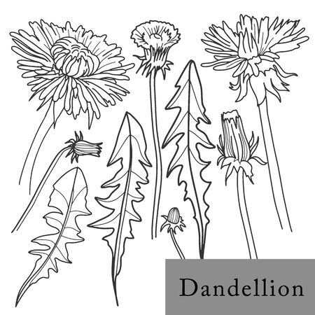 Dandelion flower line drawing stock vector illustration and royalty free dandelion flower line drawing clipart