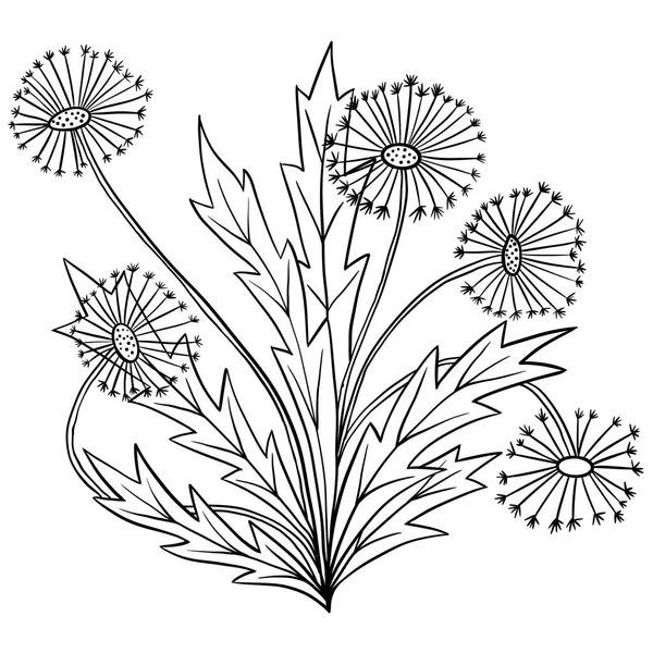 Dandelion drawing vector images