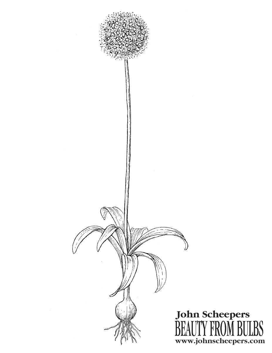 Flower bulb coloring sheets to tide you over til spring