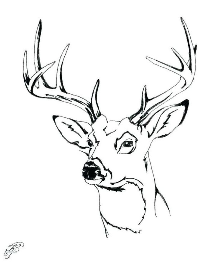 Printable deer coloring pages pdf download