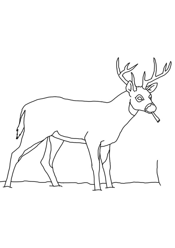 Coloring pages printable deer coloring page