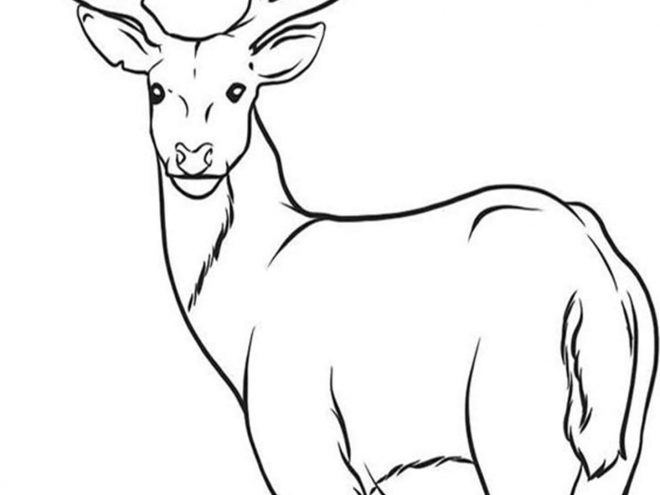 Free easy to print deer coloring pages