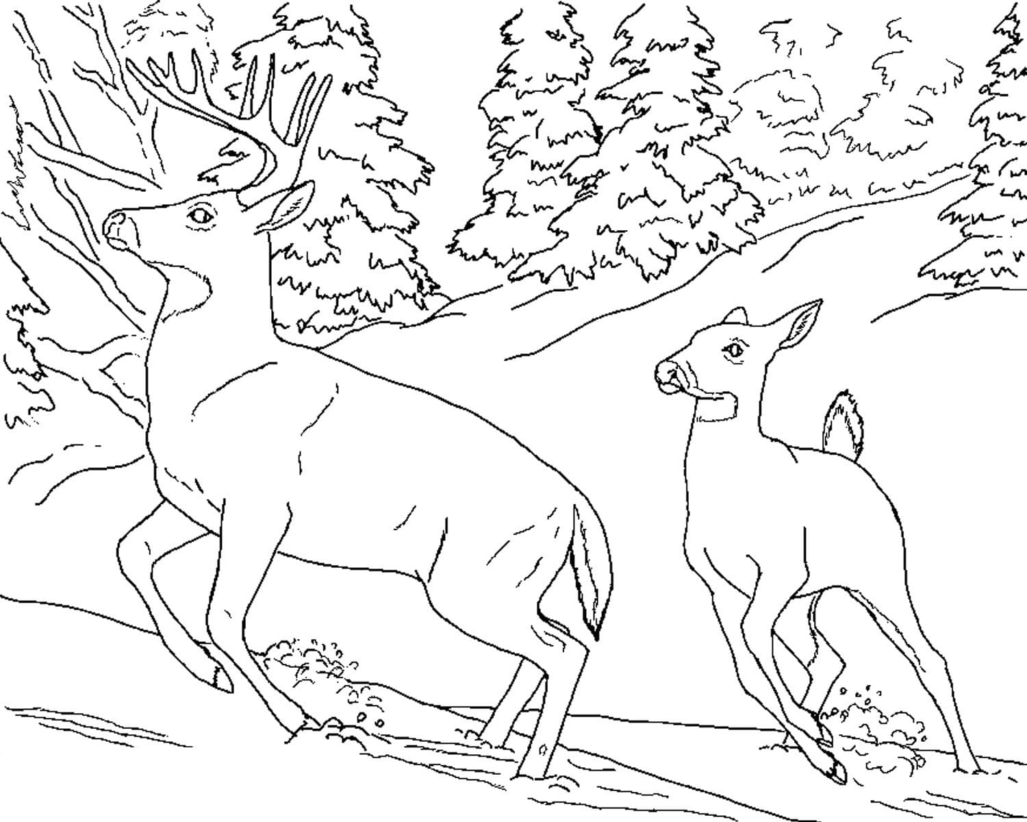 Deer coloring pages