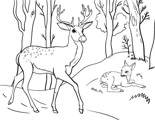 Free deer coloring page