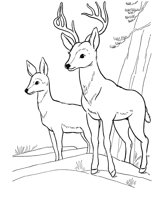 Free printable deer coloring pages for kids