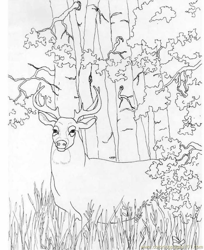 Free deer coloring pages for kids printable interactive