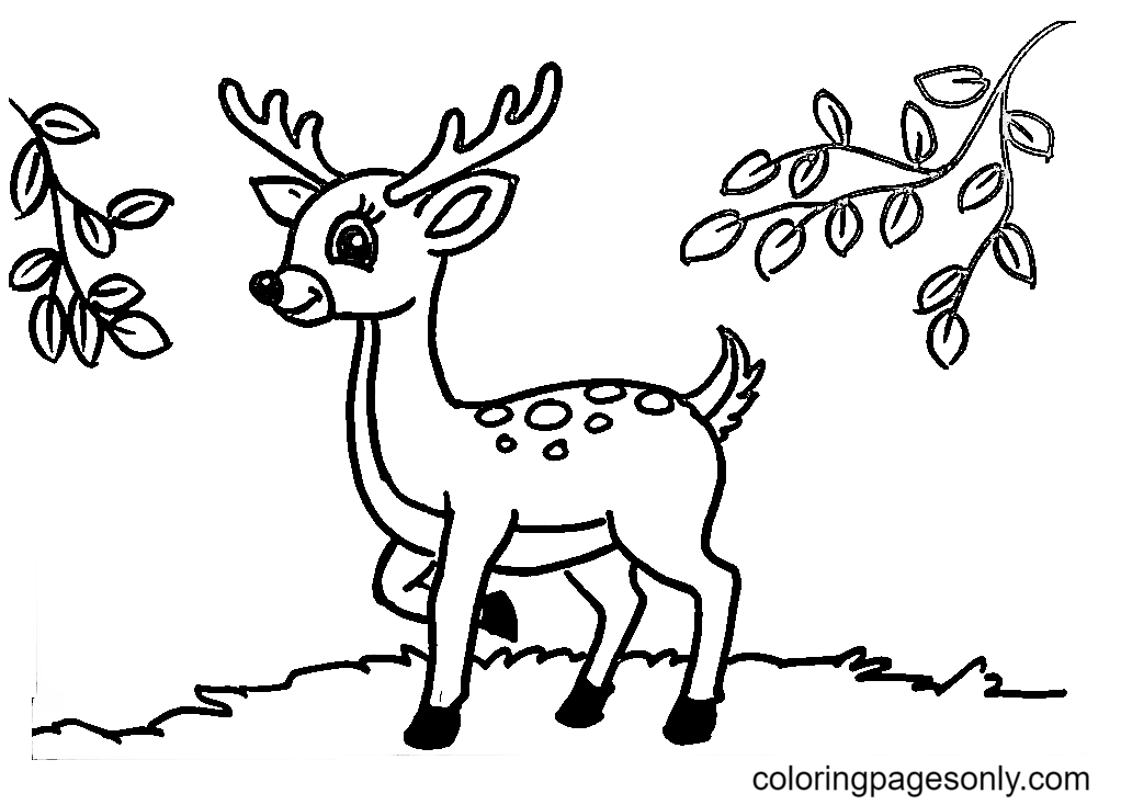 Deer coloring pages printable for free download