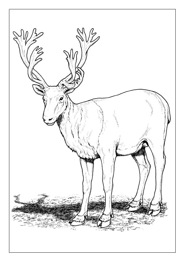 Deer coloring pages printable coloring sheets