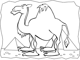 Desert animals coloring pages for toddler preschool and kindergarten