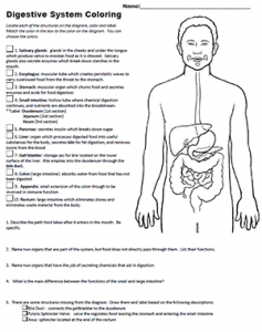 Model the digestive system with coloring