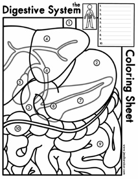 Digestive system coloring sheets tpt