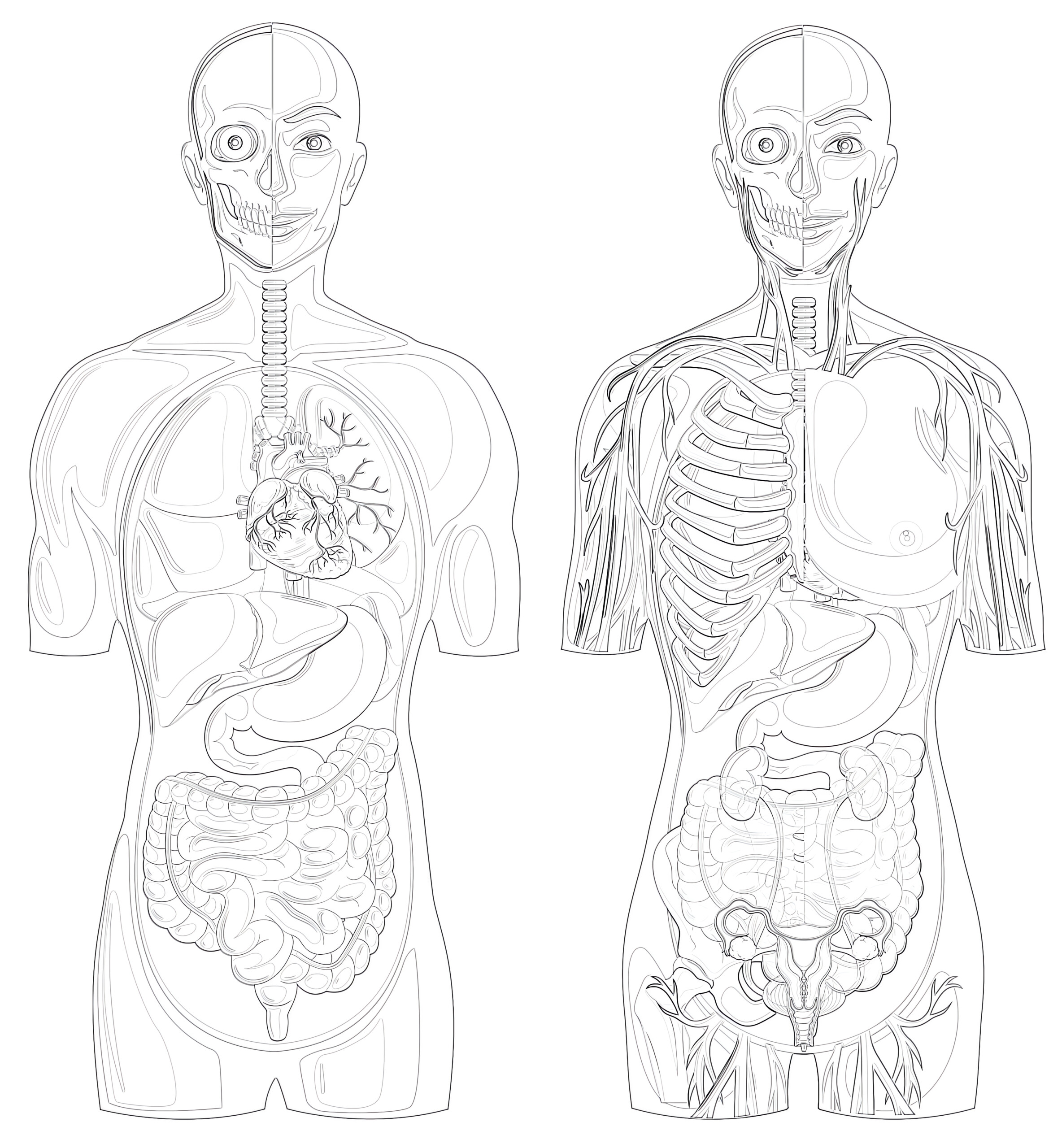 Printable human anatomy with different systems coloring page