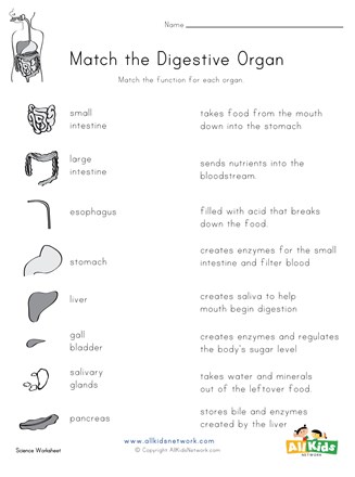 Digestive system matching worksheet all kids network